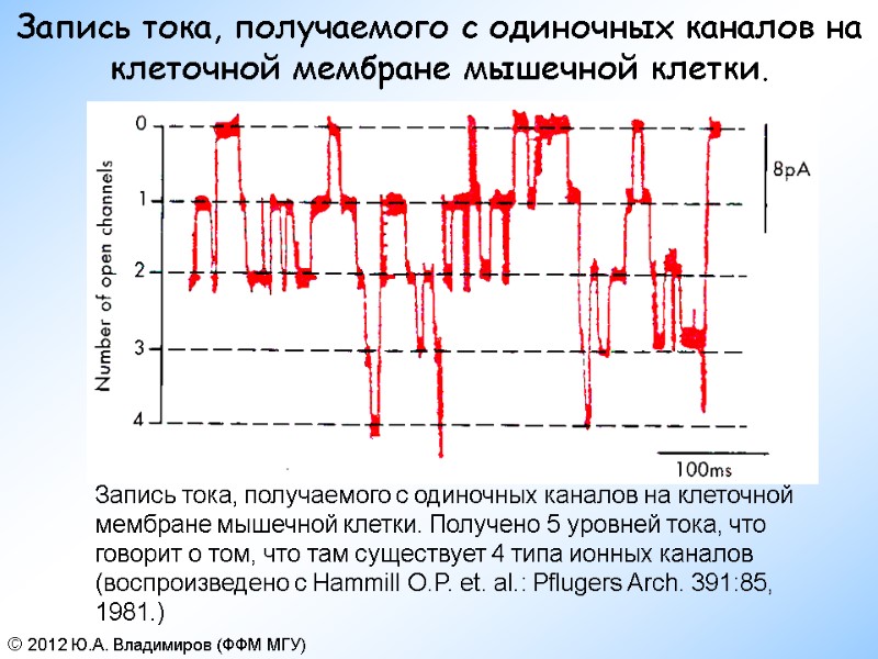 Запись тока, получаемого с одиночных каналов на клеточной мембране мышечной клетки. Запись тока, получаемого